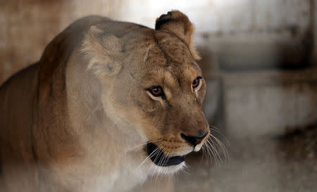 A lioness, mother of four lion cubs that died in a Gaza zoo, is seen in its enclosure at a zoo, in the southern Gaza Strip, January 18, 2019. REUTERS/Ibraheem Abu Mustafa