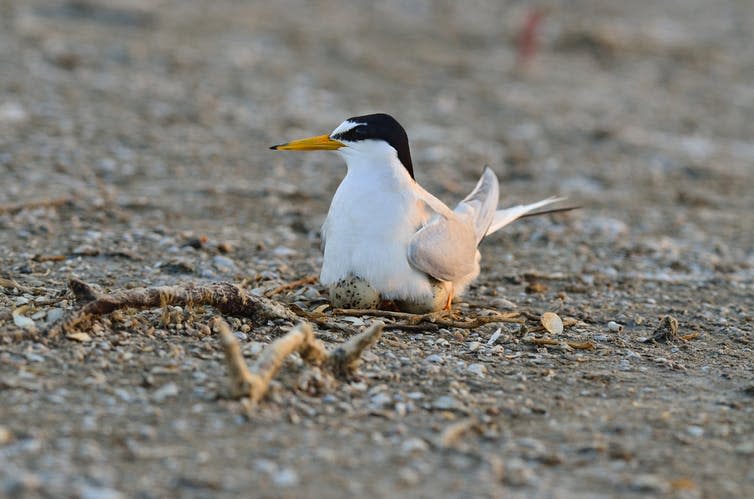 <span class="caption">A little tern sheltering eggs on an open beach.</span> <span class="attribution"><a class="link " href="https://www.shutterstock.com/image-photo/little-tern-young-birdsterna-albifrons-130044731" rel="nofollow noopener" target="_blank" data-ylk="slk:BOONCHUAY PROMJIAM/Shutterstock;elm:context_link;itc:0;sec:content-canvas">BOONCHUAY PROMJIAM/Shutterstock</a></span>