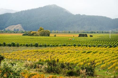 new zealand wine