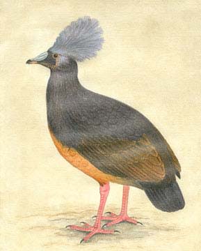 Choiseul Crested Pigeon