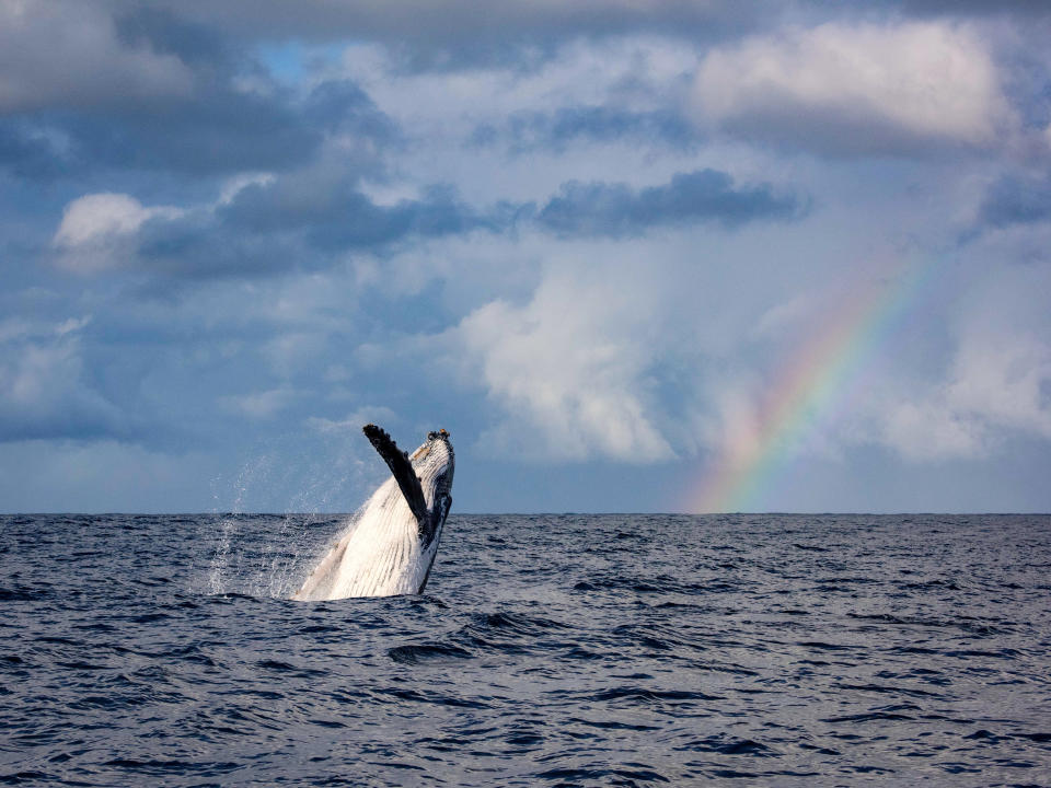 'Miracle': A whale jumps next to a rainbow in South Africa