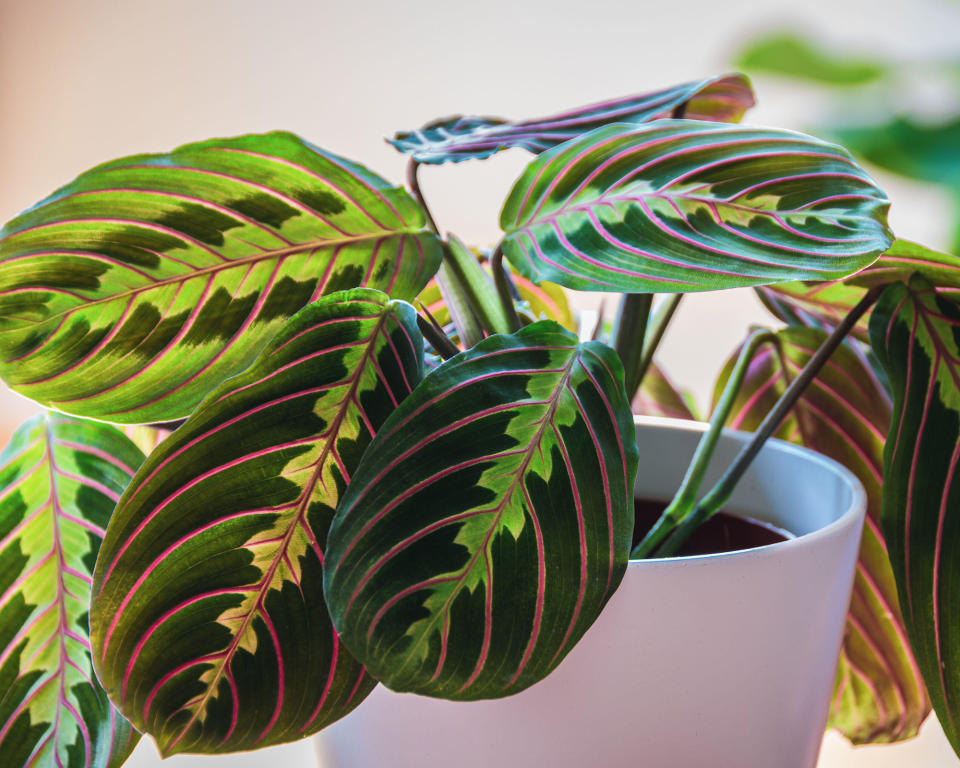 11. Prayer plant (Maranta leuconeura var. leuconeura 'Fascinator')