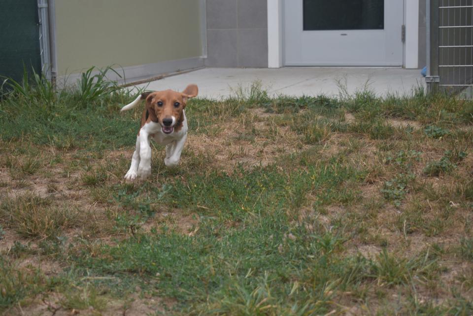 New Hampshire SPCA has received seven beagles at its location at 104 Portsmouth Ave. Stratham, N.H. as part of the first group of beagles to be removed from a mass-breeding facility riddled with animal welfare concerns.