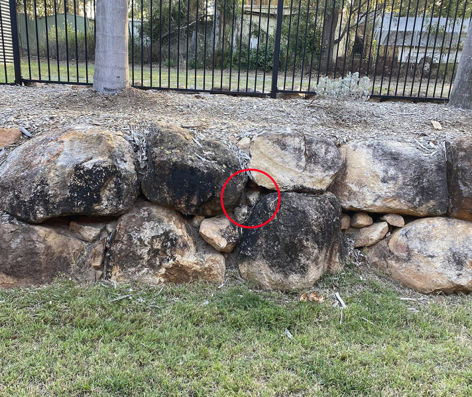 Brown snake hiding between rocks in Queensland backyard.