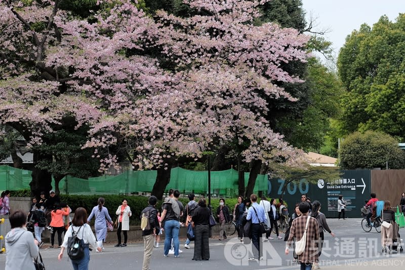 日本民間氣象公司預測，今年櫻花開花時間會比原先預估來得早，東京都心的櫻花最快可能18日就會開花。圖為2017年東京上野公園內的櫻花。（中央社／資料照）
