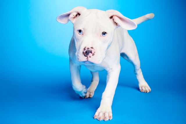 <p>Animal Planet</p> Skipper, a deaf American pit bull mix competing in Puppy Bowl XX.