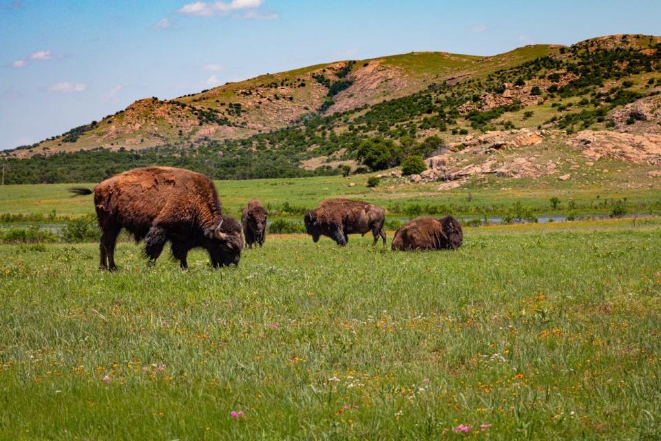 A group of bison grazing in front of mountains in Oklahoma