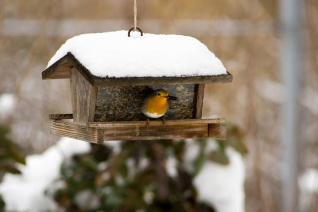 How To Help Robins Survive The Harsh Winter Weather