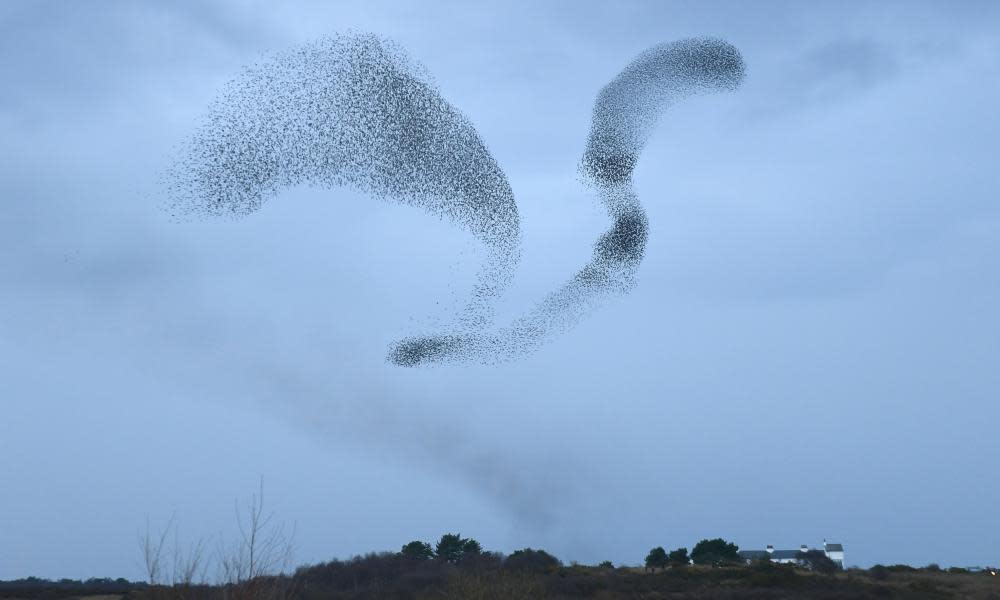 A murmuration of starlings at dusk.