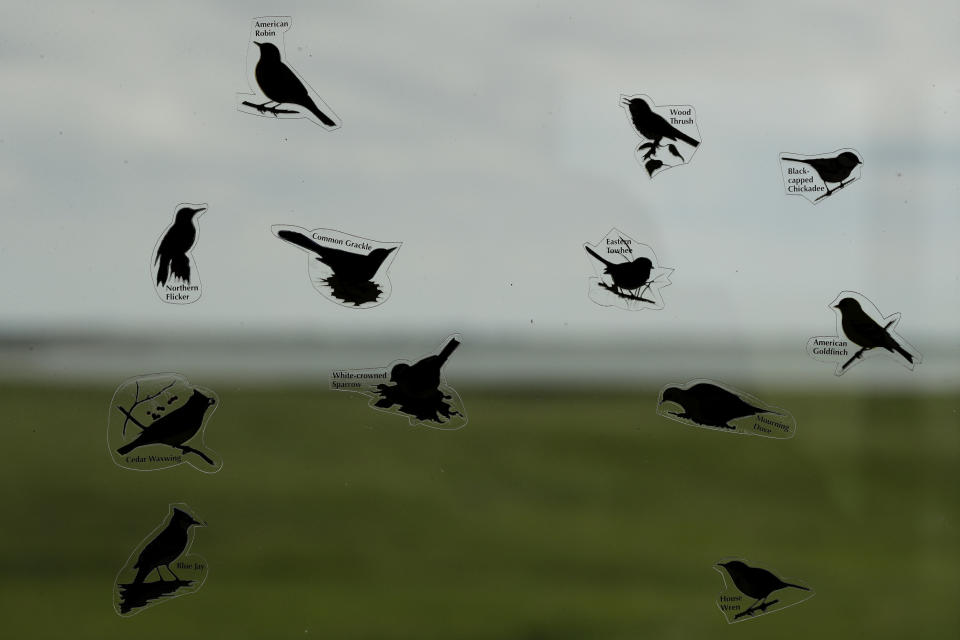 Pegatinas con la imagen de varios pájaros, en una ventana con vistas a un humedal en la Reserva Nacional de Audubon, en Coleharbor, Dakota del Norte, el 19 de junio de 2019. La primavera y el otoño traen a la zona a un gran número de aves acuáticas: nubes de gansos nevados descienden en masa y permanecen unos días en los humedales más grandes durante su migración desde las zonas de reproducción, en Canadá, a sus refugios de refugios de invierno en el sur. (AP Foto/Charlie Riedel)