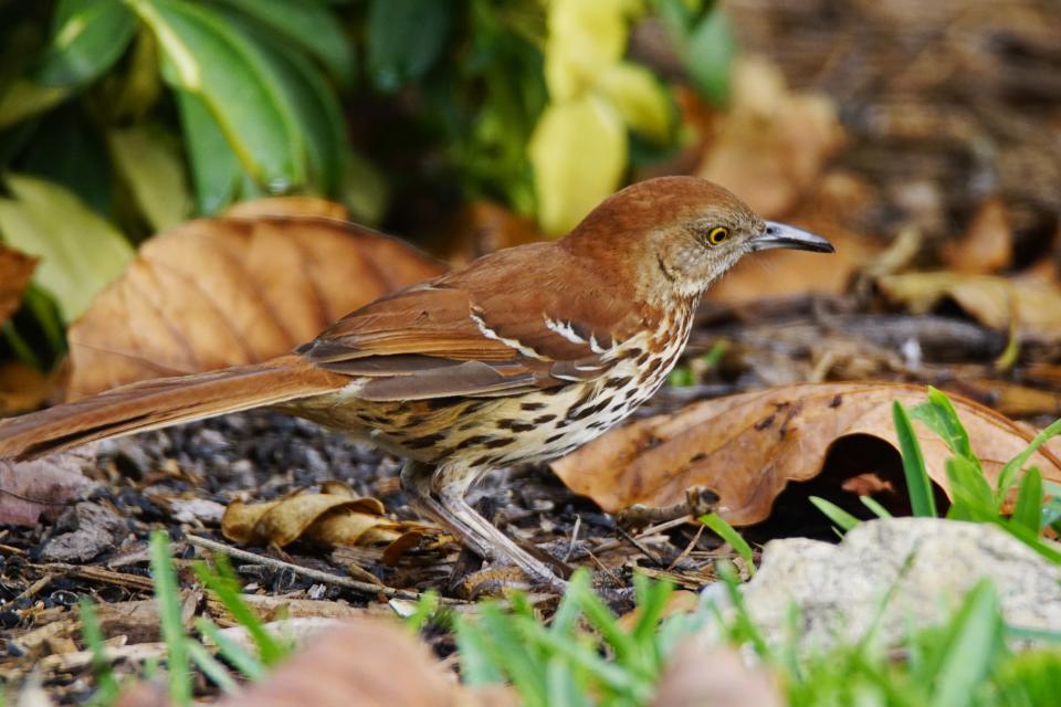 A brown Thrasher in southwest Cape Coral. Taken with a Sony slta68 and Tamron 150-600mm lens.