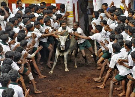 Villagers try to control a bull during a bull-taming festival on the outskirts of Madurai town, about 500 km from Chennai January 16, 2014. REUTERS/Babu/File Photo