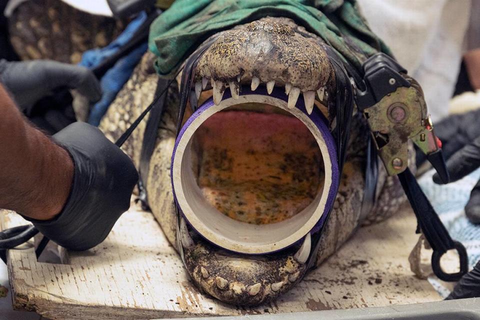 What do Zoo Miami staffers hope to find deep inside this Cuban crocodile on Jan. 24, 2023? Vets propped open the reptile’s mouth to see if it had swallowed a plastic bottle patrons said had fallen into the croc’s habitat.