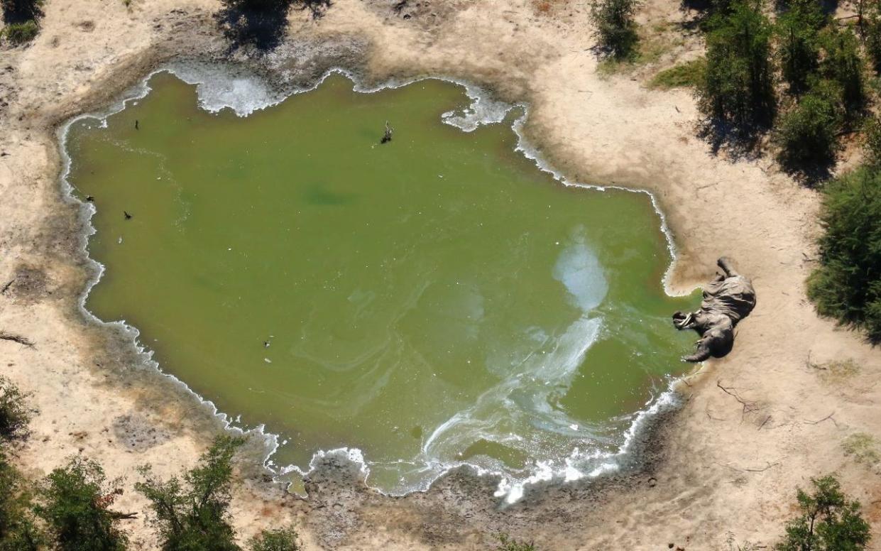 An aerial shot of an elephant lying dead next to a watering hole.  - The Telegraph