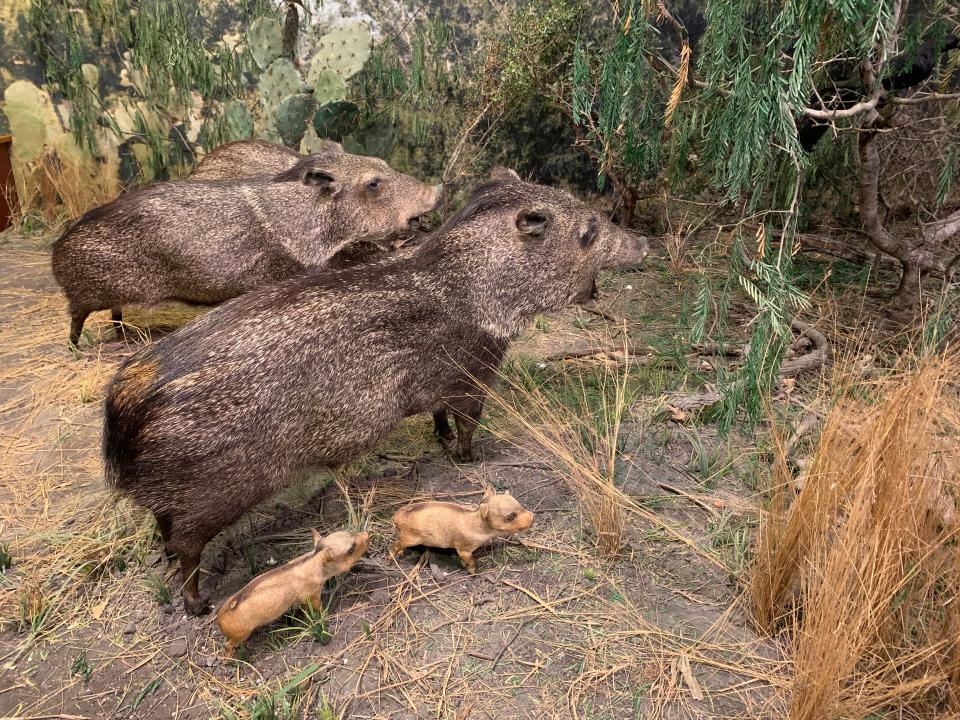 At the Connor Museum at Texas A&M University Kingsville, one can see various exhibits about the region's natural history, including a diorama set in mesquite chaparral with a stuffed javelina family. The Kingsville college's teams are the Javelinas.
