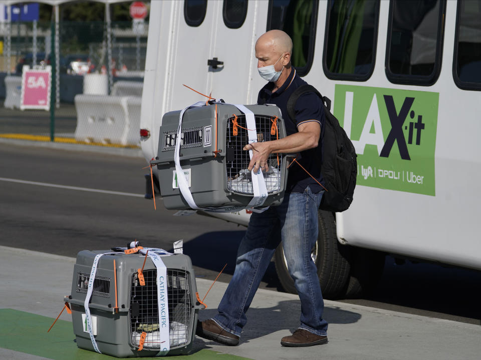 Evan Williams transports his pet cats, Oreo and Sherlock, as he arrives from Hong Kong at Los Angeles International Airport in Los Angeles, Friday, Nov. 13, 2020. California has become the second state to record 1 million confirmed coronavirus infections. The governors of California, Oregon and Washington issued travel advisories Friday, Nov. 13, 2020, urging people entering their states or returning from outside the states to self-quarantine to slow the spread of the coronavirus, California Gov. Gavin Newsom's office said. The advisories urge people to avoid non-essential out-of-state travel, ask people to self-quarantine for 14 days after arriving from another state or country and encourage residents to stay local, a statement said. (AP Photo/Damian Dovarganes)