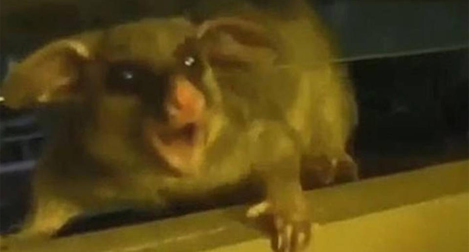 The possum shrieking after a cigarette was placed in its face in a video shared on Reddit.