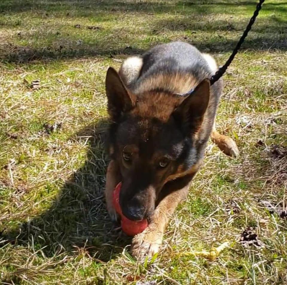 A veterinarian gave K-9 Officer Zuul a clean bill of health on March 4, 2021, after a video surfaced showing his handler “engaging in inappropriate discipline,” the Salisbury Police Department said.