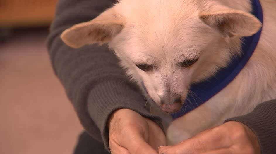 A Preble County Chihuahua hit a huge milestone today —his 23rd birthday!