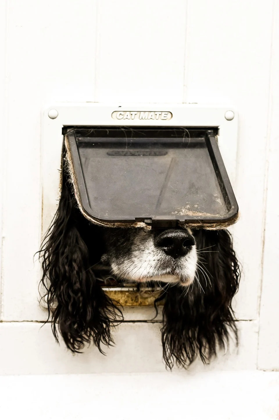 A dog sticks its face through a cat flap