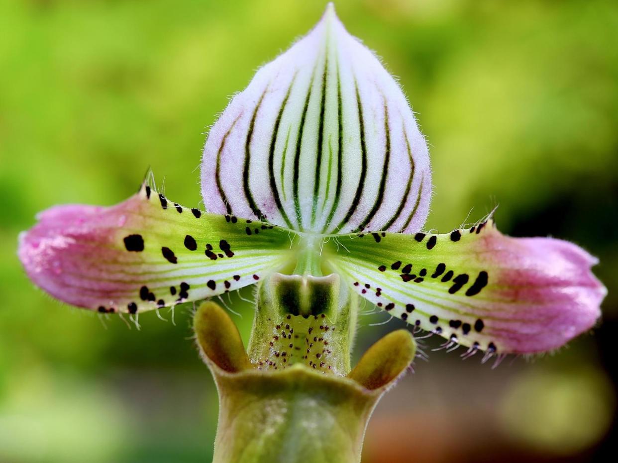 The orchid, paphiopedilum acmodontum, at Gothenburg Botanical Garden. Another species of orchid in Vietnam was wiped out after its discovery was made public: Averater CC