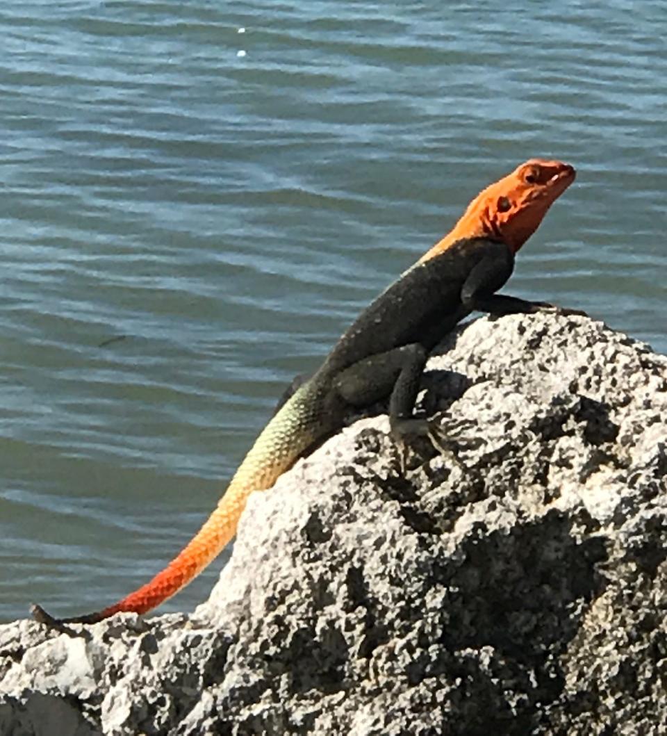 Peggy Decina found this red-headed agama while walking along the Fort Pierce Inlet.