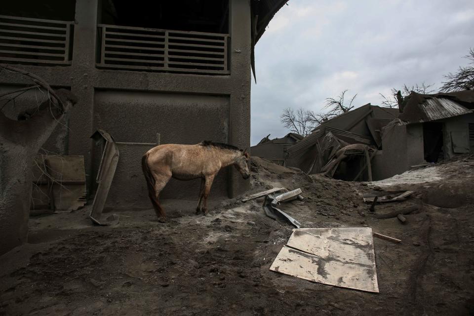 In this Jan. 14 photo, a horse stands next to damaged structure at the Taal volcano island in Talisay, Batangas province, southern Philippines.