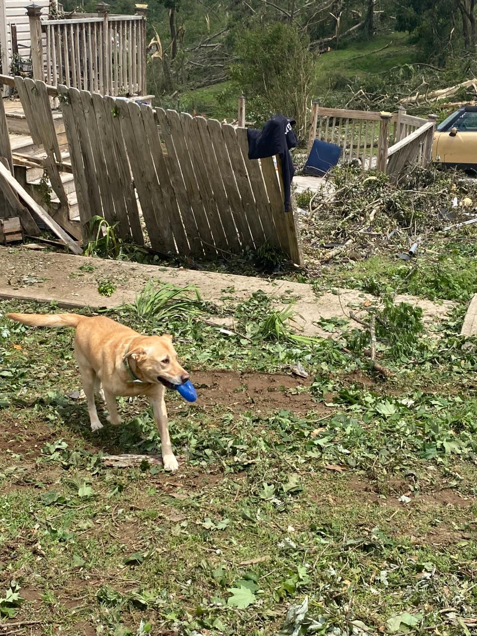 Barnes’ family dog, Troop makes his rounds, staying playful Wednesday during the cleanup effort.