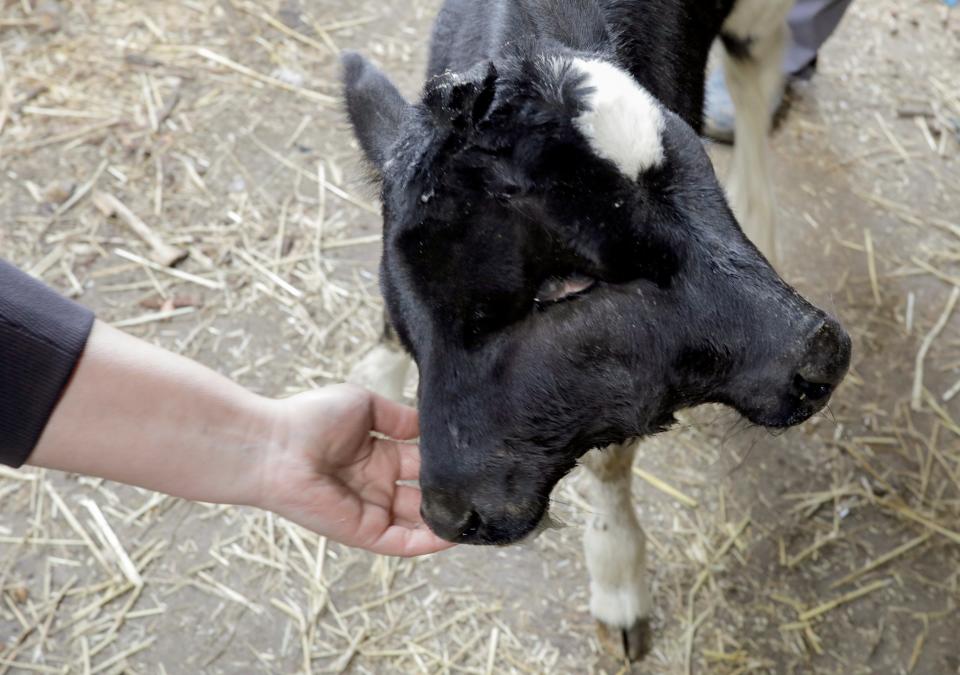 The young cow has a condition called polycephaly (REUTERS)