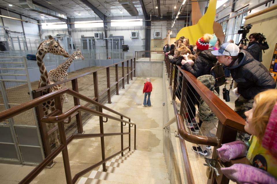 Topeka Zoo giraffes Hope, front, and Liz, back, look towards the influx of new faces coming in to the Giraffe & Friends exhibit following Friday's ribbon cutting ceremony.