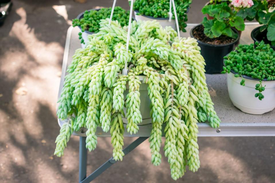 best indoor and outdoor hanging plants burros tail succulent