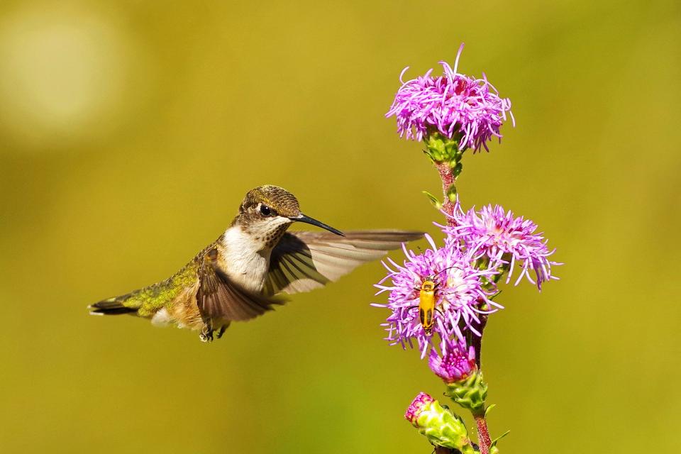 Hummingbird.