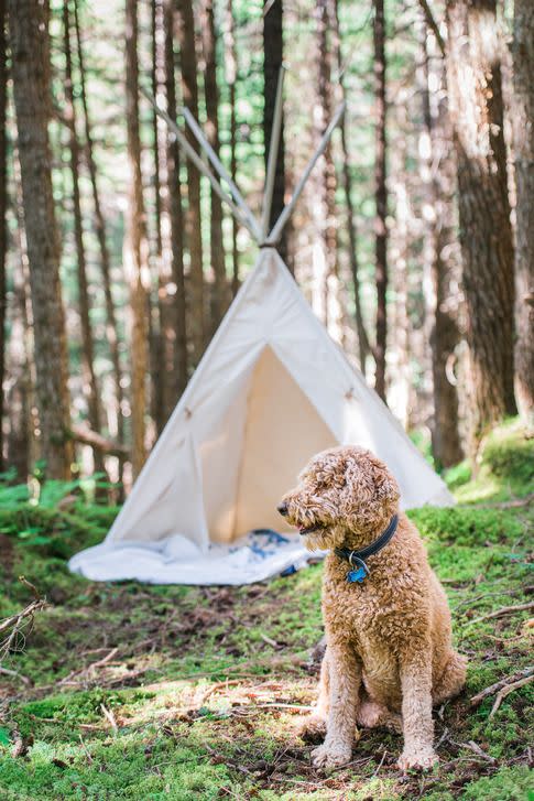 dog camping in front of tent