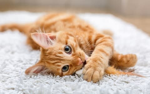 Compulsory microchipping is coming in for cats - Credit: &nbsp;iStockphoto
