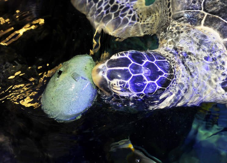 Noah, a giant green sea turtle, has been given special low-calorie Easter Eggs in a bid to help the greedy eight-year-old shed some weight. 