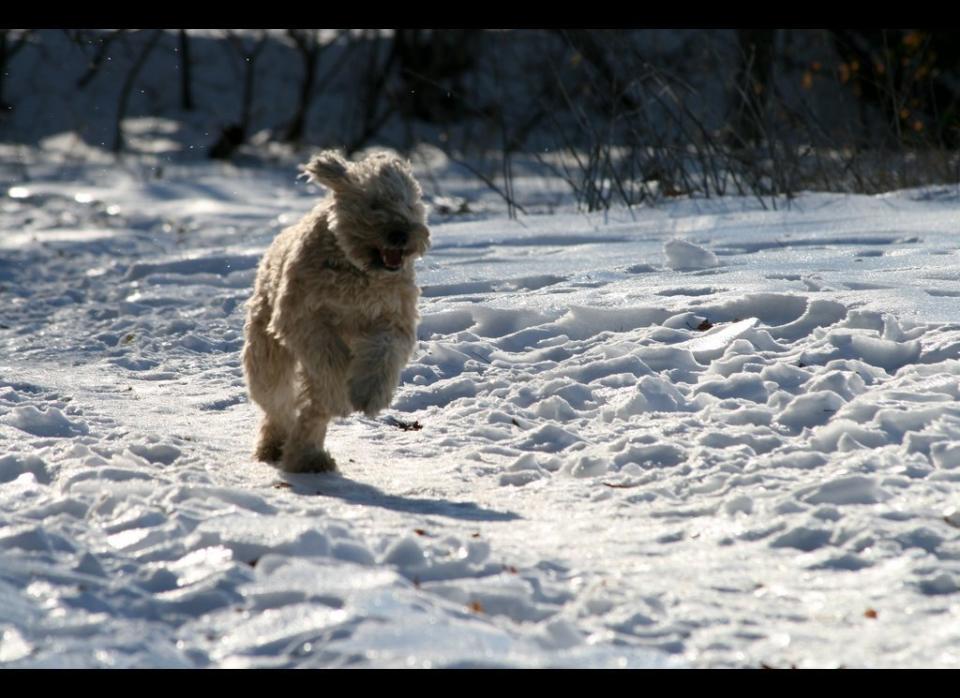 If you and your dog participate in lots of outdoor winter activities, make sure his <a href="http://healthypets.mercola.com/sites/healthypets/archive/2010/05/26/three-major-reasons-to-feed-your-pet-a-homemade-diet.aspx?x_cid=100411HPost" target="_hplink">species-appropriate diet </a>has sufficient calories and protein to meet his energy requirements.     This may mean increasing his meal portions during the winter months. 