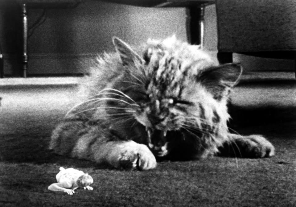 Cat, ‘The Incredible Shrinking Man’ (1957)