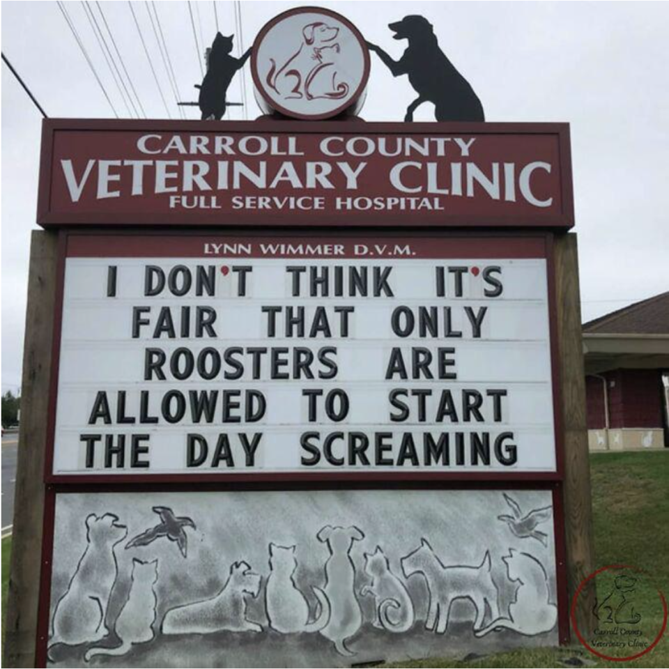 "I don't think it's fair that only roosters are allowed to start the day screaming"