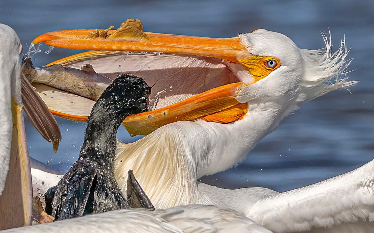 The incident was pictured by Wei Lian in  Milpitas, California