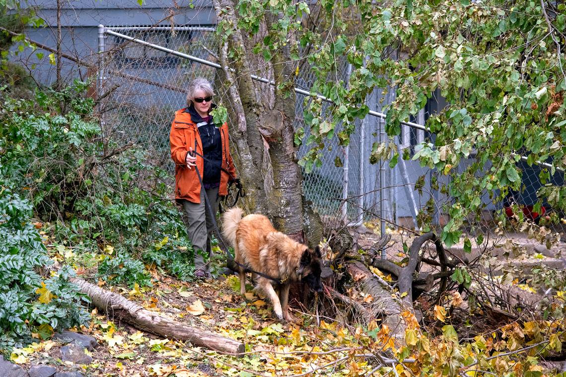 A police dog searches the apartment complex property south of campus where four deceased University of Idaho students were found dead.