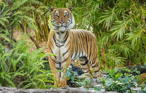 Bashir, a crticially endanagered Malayan tiger, is the papa of three cubs at the Jacksonville Zoo and Gardens.