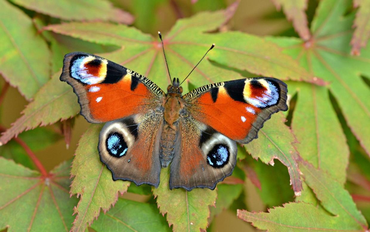 A peacock butterfly