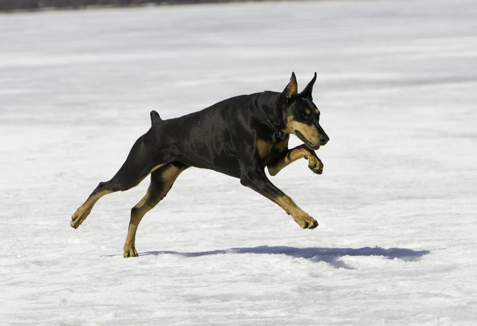 Doberman Pinscher