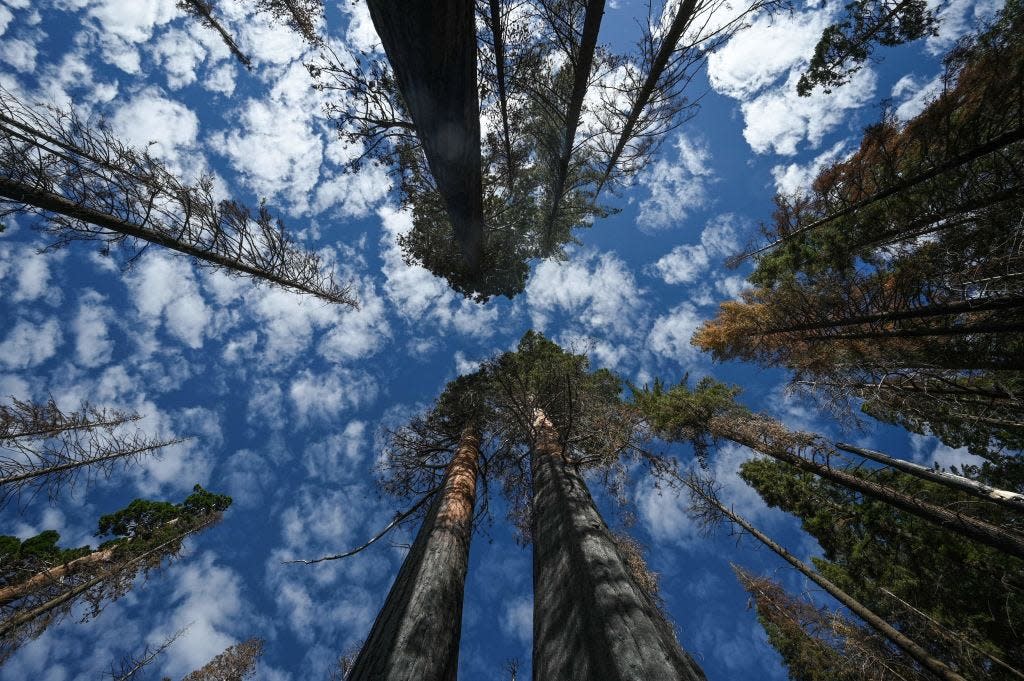 Giant Sequoia trees with basal burns from wildfires stretch to the sky in Redwood Mountain Grove in Kings Canyon National Park.