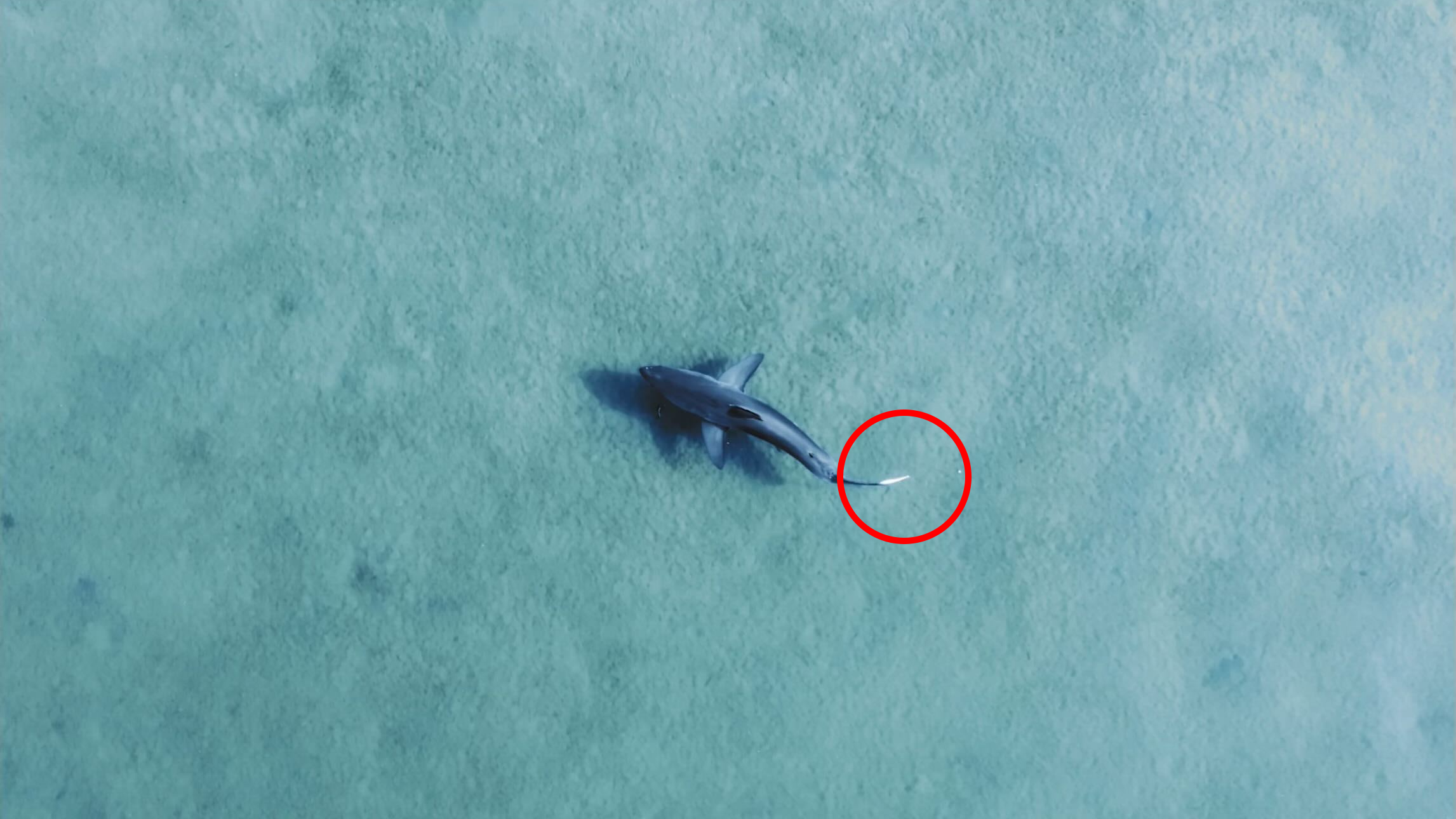 Drone footage of a white shark on Lake Conjola. There is a red circle around the lure.