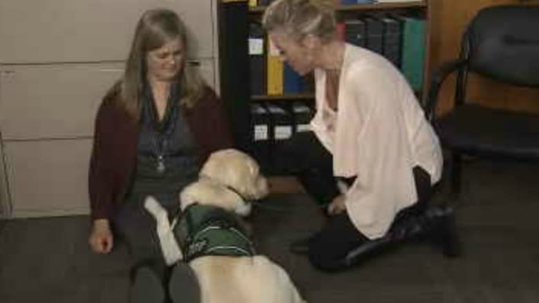 Dandy the trauma dog makes victims of tragedy feel better, 1 cuddle at a time