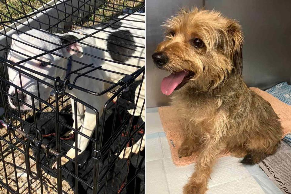 <p>Richmond Animal Care and Control/ Facebook</p> Dogs found near dumpster in Virginia