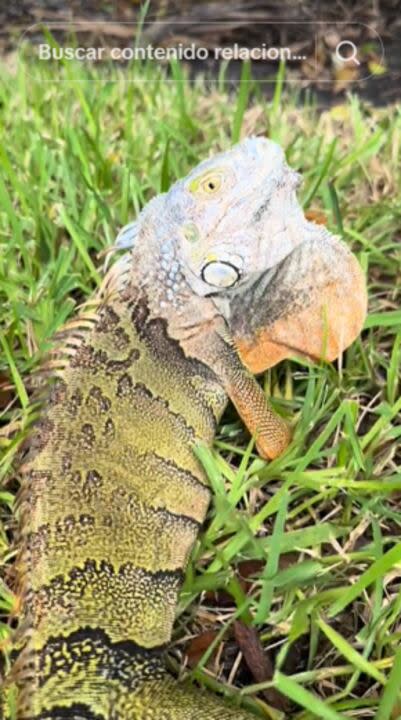 Apareció una iguana en la casa de Miami de Susana Giménez