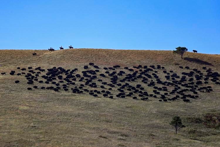 A portion of the herd make their initial appearance down the hill during the 58th annual Custer Buffalo Roundup on Friday morning at Custer State Park.