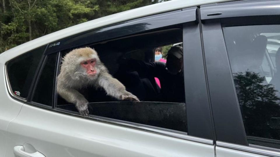 臺灣獼猴發現車窗沒關溜進車內。（圖／翻攝自玉山國家公園粉專）